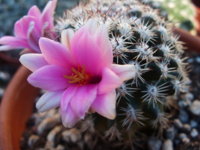 Mammillaria cv. blando 