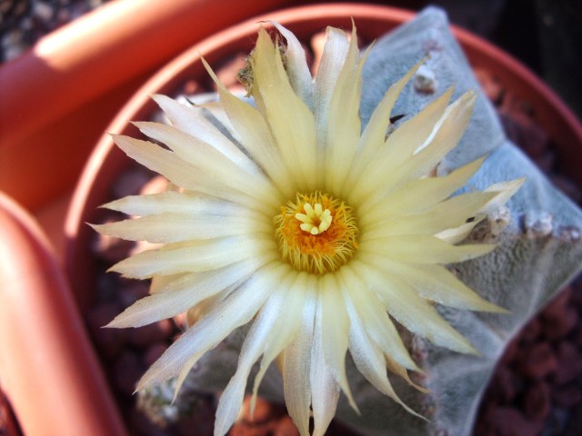 Astrophytum coahuilense 