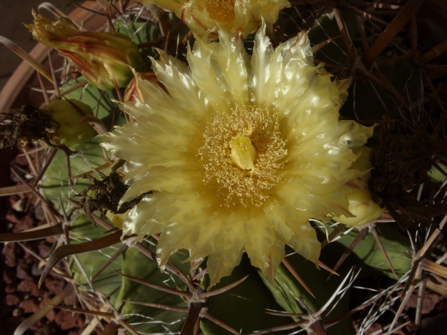 Ferocactus wislizeni ssp. herrerae 