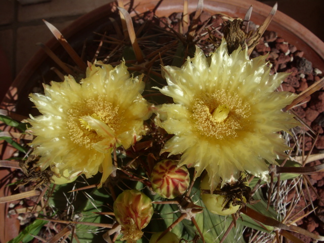 Ferocactus wislizeni ssp. herrerae 