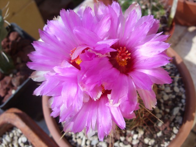 Thelocactus bicolor 