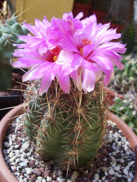 Thelocactus bicolor 