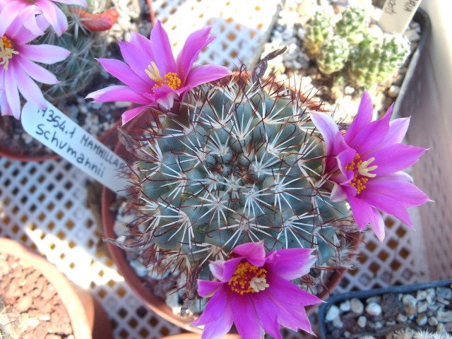 Mammillaria schumannii 