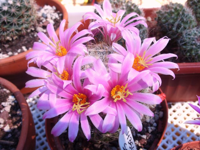 Mammillaria boolii 