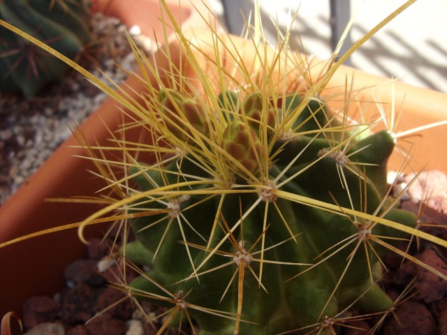 Ferocactus hamatacanthus v. papyracanthus 