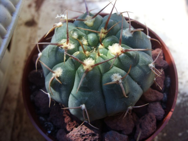 Gymnocalycium stellatum? 