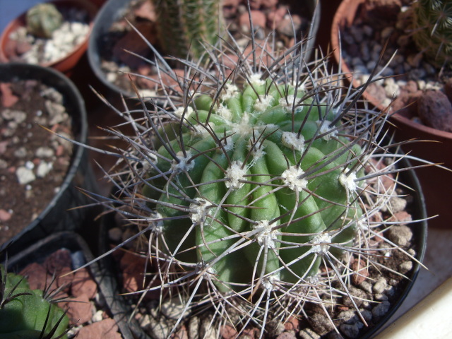 Echinopsis-lobivia?  