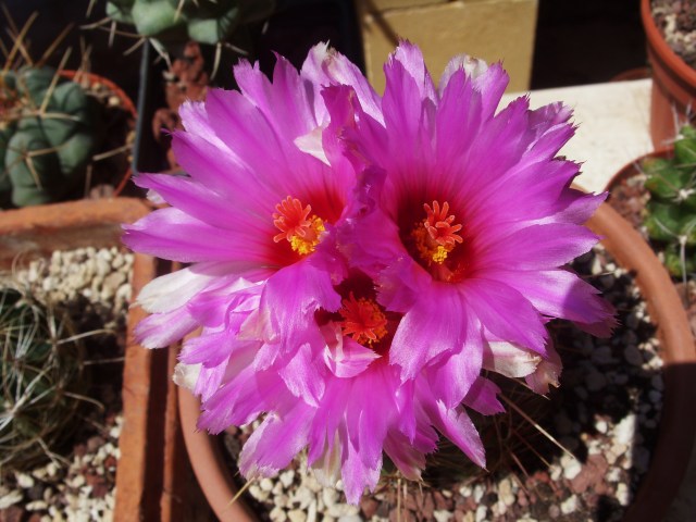 Thelocactus bicolor 