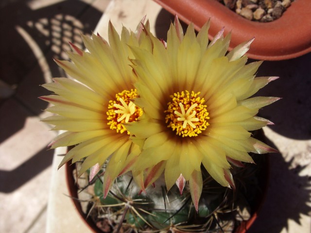 Coryphantha calipensis 