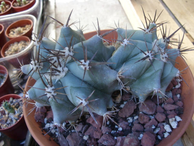Echinocactus ingens?  
