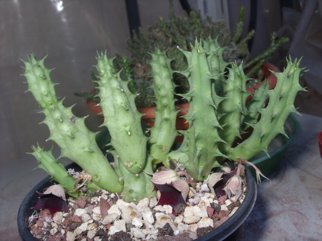 Huernia keniensis 