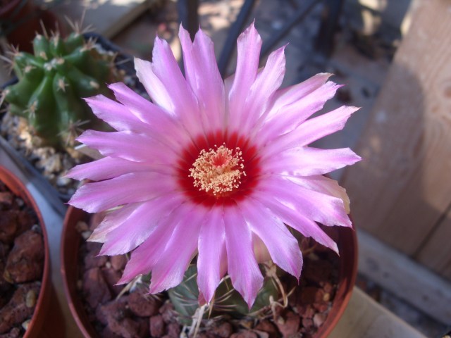 Thelocactus bicolor v. commodus 