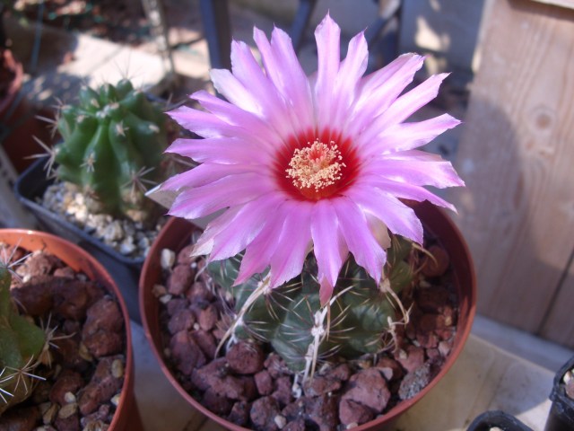 Thelocactus bicolor v. commodus 