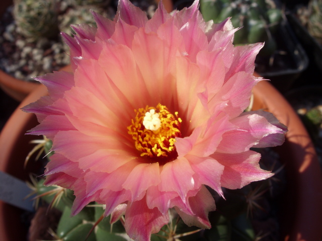 Coryphantha elephantidens 