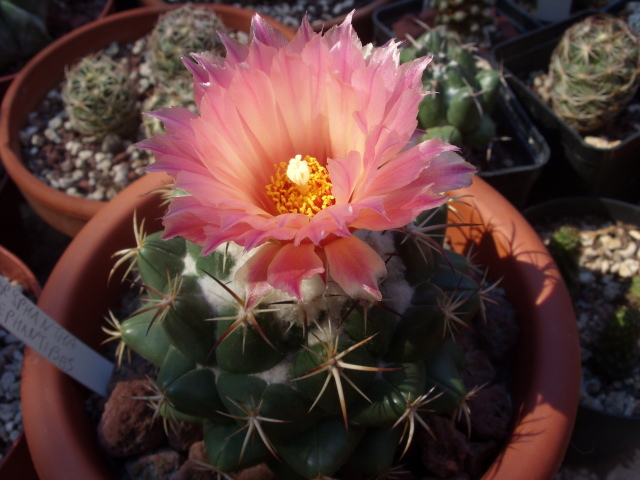 Coryphantha elephantidens 