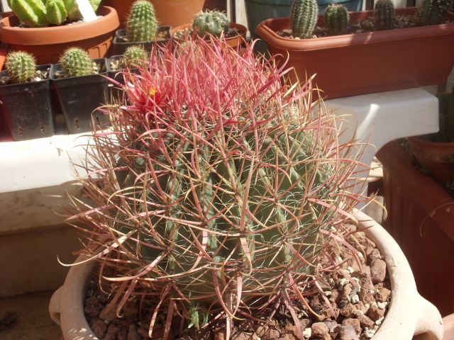Ferocactus gracilis ssp. coloratus 