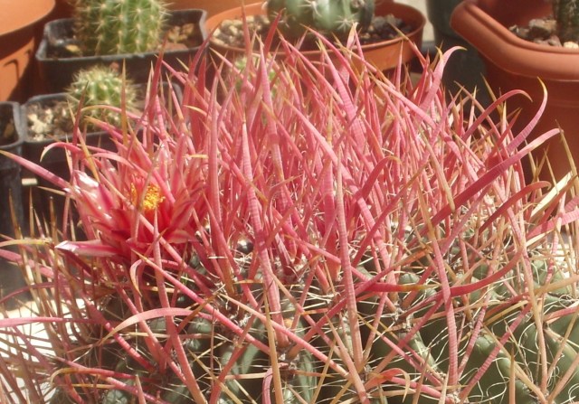 Ferocactus gracilis ssp. coloratus 