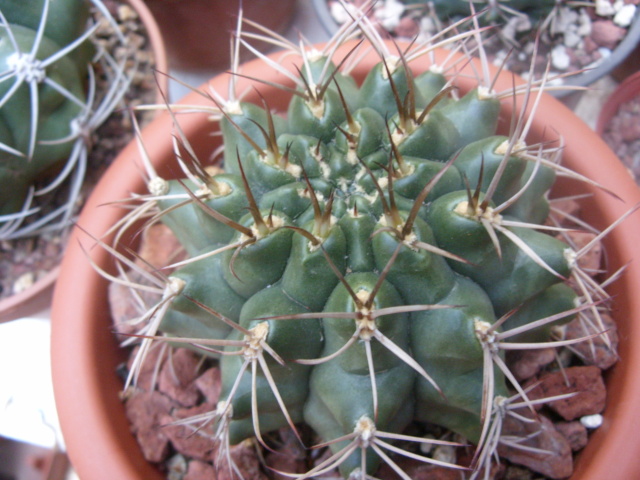 Gymnocalycium schickendantzii 