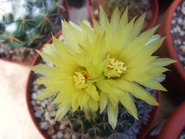 Coryphantha delicata 