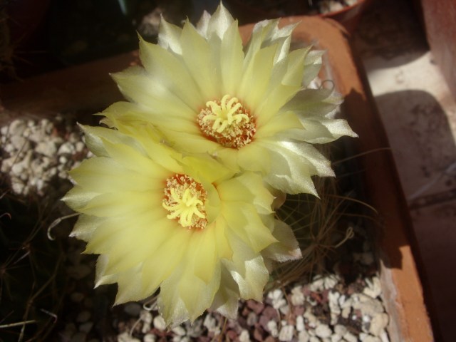 Thelocactus setispinus v. orcuttii 