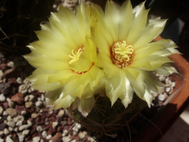 Thelocactus setispinus v. orcuttii 