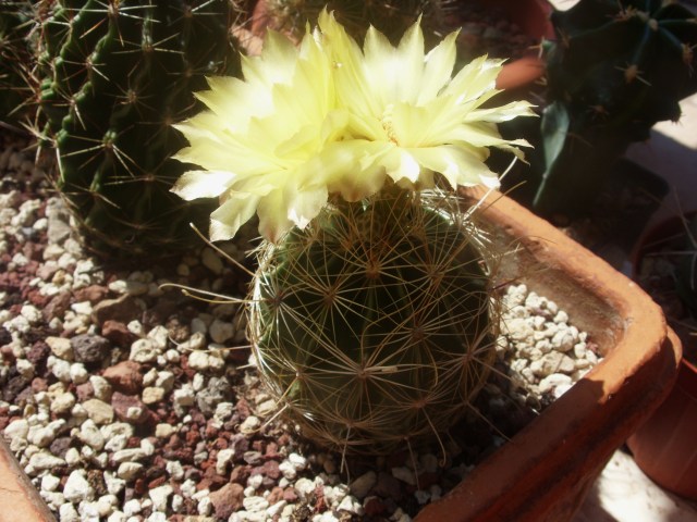 Thelocactus setispinus v. orcuttii 