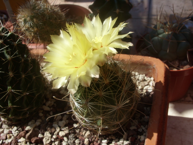 Thelocactus setispinus v. orcuttii 