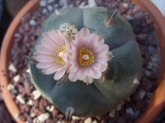 Lophophora williamsii 