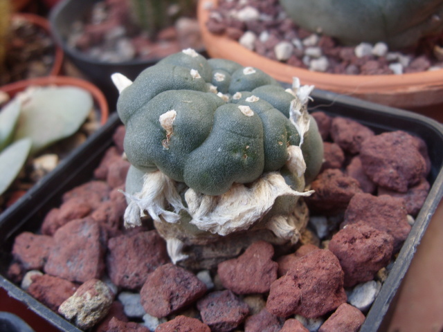 Lophophora williamsii 