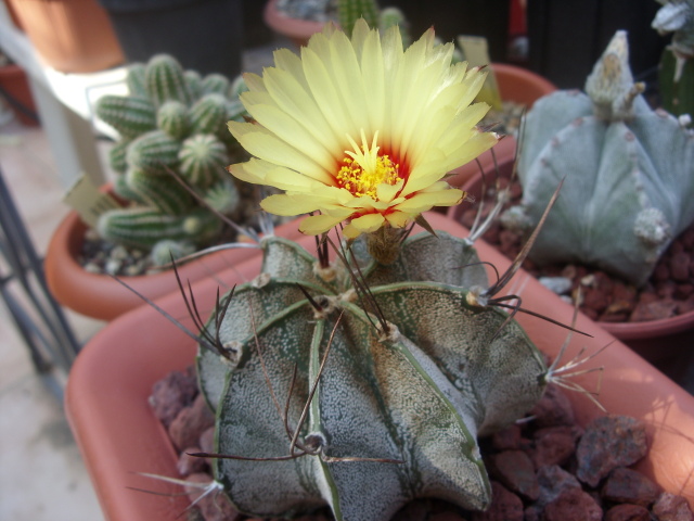 Astrophytum capricorne 