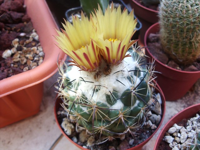 Coryphantha calipensis 