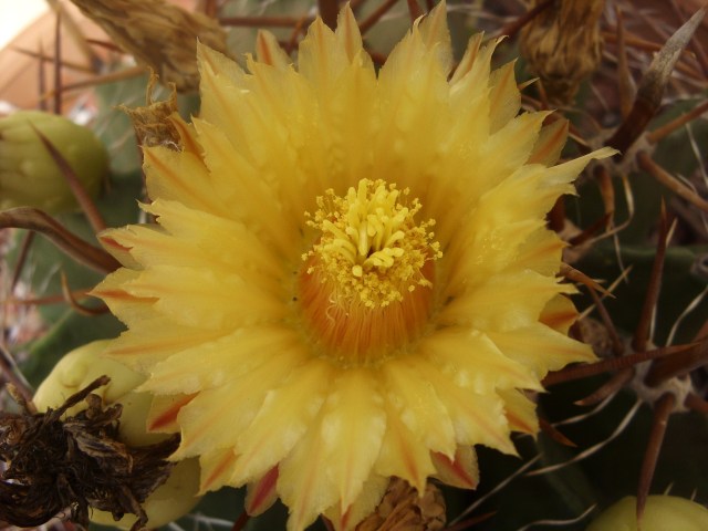 Ferocactus wislizeni ssp. herrerae 