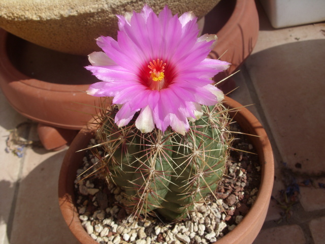 Thelocactus bicolor 