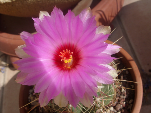 Thelocactus bicolor 