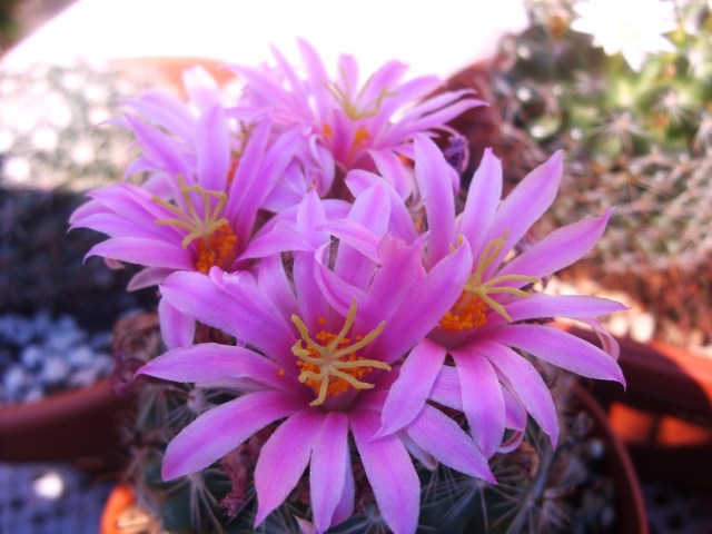 Mammillaria boolii 