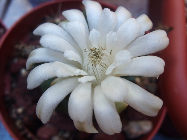 Gymnocalycium anisitsii 