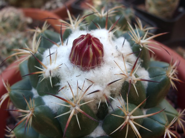 Coryphantha elephantidens 