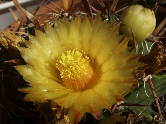 Ferocactus wislizeni ssp. herrerae 