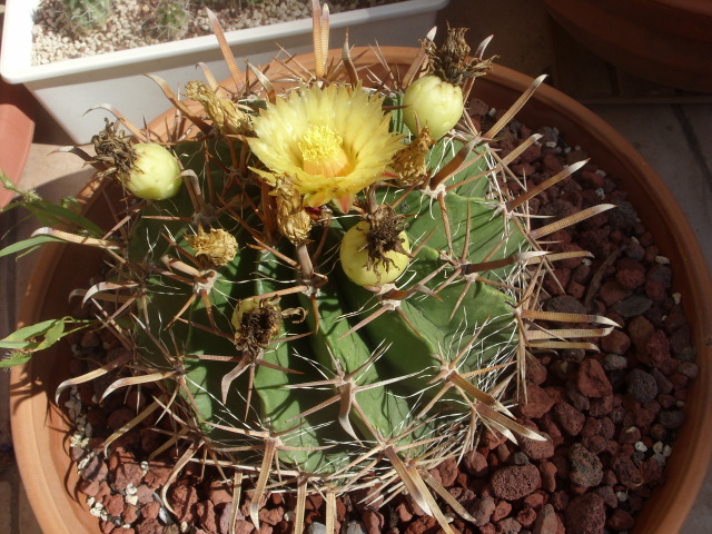 Ferocactus wislizeni ssp. herrerae 