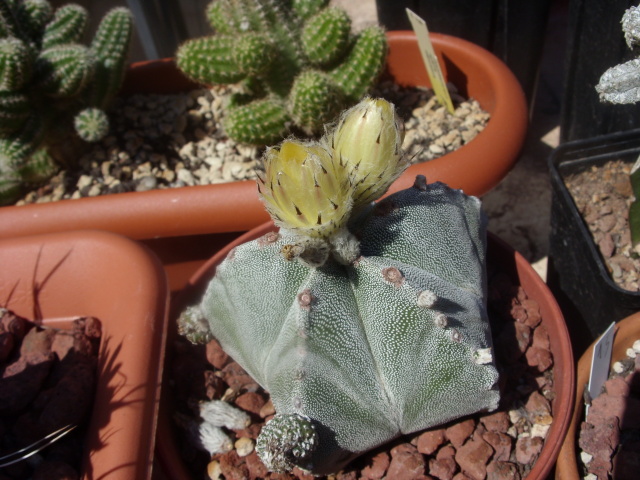 Astrophytum coahuilense 