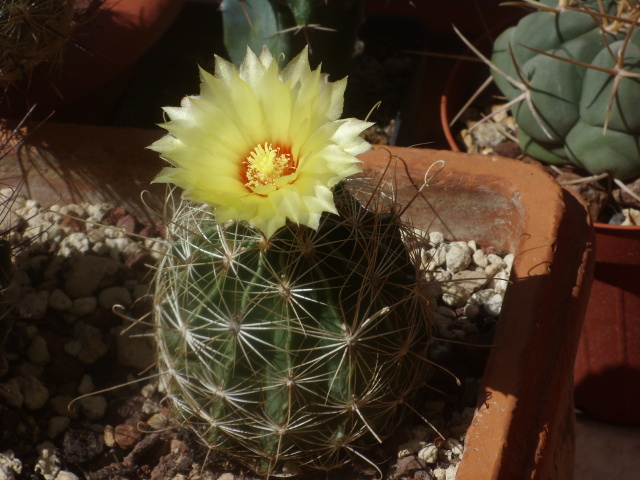 Thelocactus setispinus v. orcuttii 