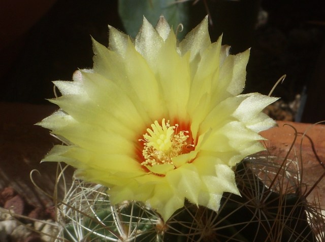 Thelocactus setispinus v. orcuttii 