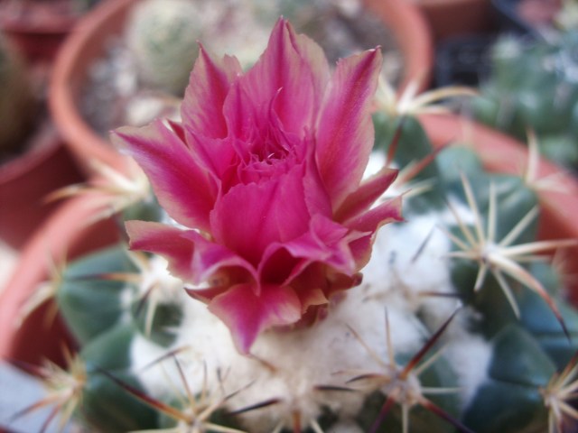 Coryphantha elephantidens 