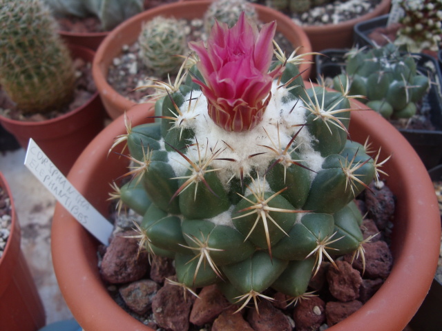 Coryphantha elephantidens 