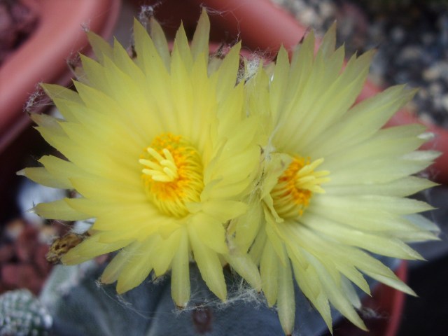 Astrophytum coahuilense 