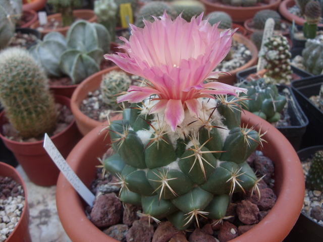 Coryphantha elephantidens 