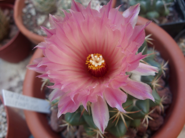 Coryphantha elephantidens 