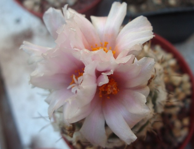 Turbinicarpus lophophoroides 