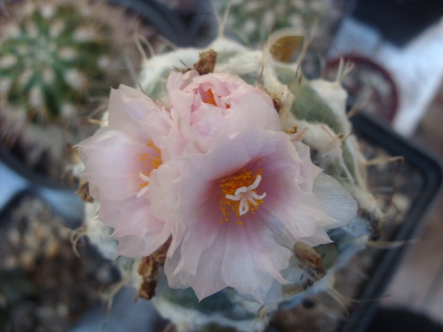 Turbinicarpus laui 