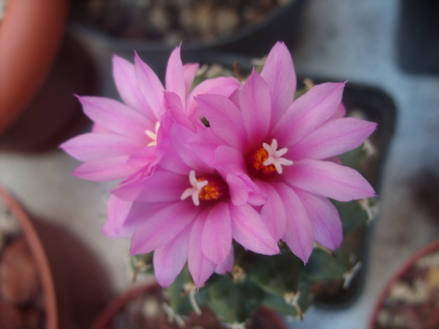 Turbinicarpus alonsoi 